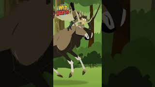 Accidental Moose Transformation  Wild Kratts [upl. by Cecil]