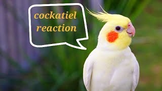 baby cockatiel reaction to whistling [upl. by Ainoval388]