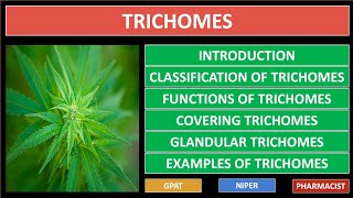 TRICHOMES  PHARMACOGNOSY  FUNCTIONS  TYPES  CLASSIFICATION WITH EXAMPLES  GPAT2021  NIPER [upl. by Kamaria137]