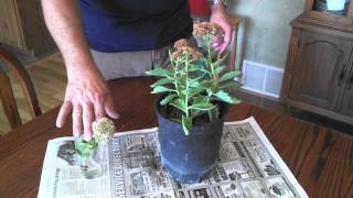 Propagating Sedum Plants [upl. by Eveline]