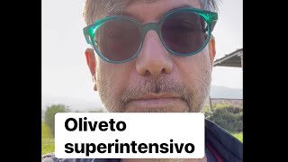 Oliveto superintensivo danielepaci agronomo olivertree olio oil raccolta [upl. by Aynam510]