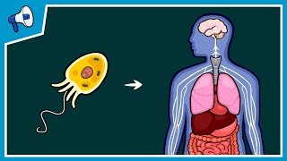 What Caused Lifes Major Evolutionary Transitions [upl. by Annoeik255]