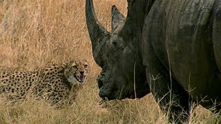 Curious Cheetah Cubs Take On A Rhino  BBC Earth [upl. by Redliw848]