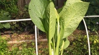 Easy Comfrey Propagation [upl. by Nosimaj56]