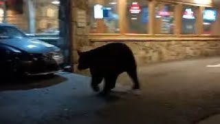 ANOTHER BEAR LIVE in Gatlinburg [upl. by Dorina]