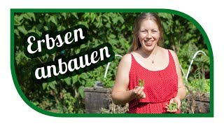 Erbsen erfolgreich anbauen 🌿 Markerbse Ambassador im Hochbeet 🎍 [upl. by Bobseine]