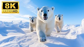 Arctic Animals 8K  Amazing Views of Arctic Wildlife  Relaxing music [upl. by Llenrod]