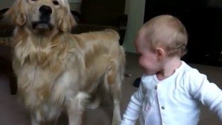 Toddler Laughs at Barking Golden Retriever [upl. by Barnum]