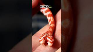 “Animals with 2 heads Last one “🙂‍↕️ shortsfeed shortvideo facts ytshorts snake [upl. by Ennyrb]