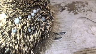 Animals Baby Hedgehog covered in ticks 2sep15 Cambridge UK 856pm [upl. by Roid]