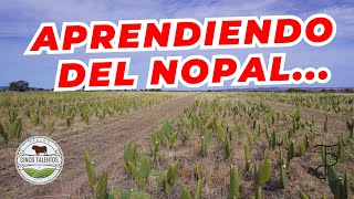 APRENDIENDO DEL NOPAL  Rancho Cinco Talentos  Zacatecas [upl. by Aniz737]