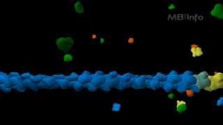 Actin filament assembly [upl. by Einnor]