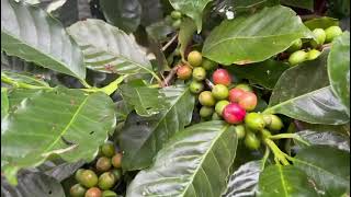 coffee plantation at sirumalai hillsDindigul [upl. by Zeugirdor215]