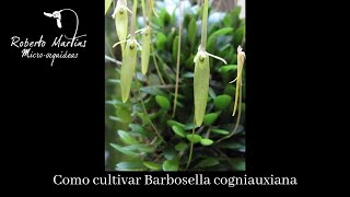 Como cultivar Barbosella cogniauxiana [upl. by Narej387]