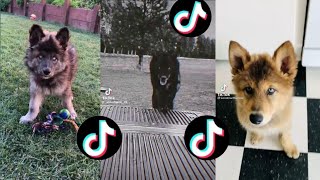 AMAZING WOLF TIKTOK COMPILATION [upl. by Nevaed975]