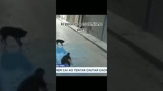 PERROS QUE SE PASARON DE GRACIOSOS🤣animals animalesdivertidos funny viralshorts dog dogs [upl. by Odnanref]