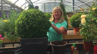 Caring for your Buxus Boxwood Plants [upl. by Laurinda]