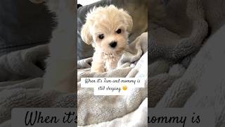 Life with a Maltipoo puppy puppy cute shortvideo puppyvideos cuteanimals dogs [upl. by Catherin]