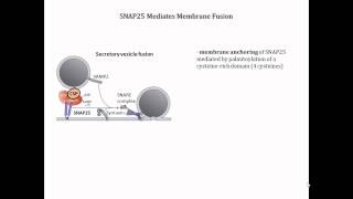 Palmitoylation The Reversible Attachment of Palmitate and other Fatty Acids onto Cysteine Residues [upl. by Ninette]