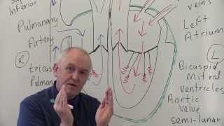 The Heart Part 1  Under Pressure Crash Course Anatomy amp Physiology 25 [upl. by Hnamik]