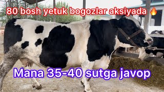 Mana siz kutgan yetuk bogozlar arzon narxda 📞998992000560 [upl. by Clellan]