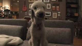 Rocco The Talking Bedlington Terrier [upl. by Belldas324]