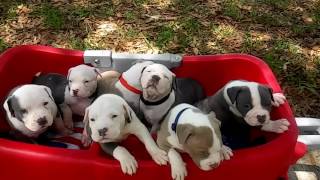 XXL PITBULL PUPPIES FOR SALE TITANIUM KILO KENNELS BEST DOGS ON EARTH  BLUE NOSE PITBULL PUPPIES [upl. by Yzdnil]