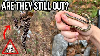 Winter Water Moccasins in Metro Atlanta Late Season Snake Hunting in the Swamp [upl. by Silrac796]