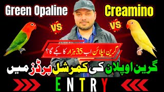 Love Bird Green Opaline VS Creamino  گرین اوپلائن کی کمرشل برڈ میں اینٹری  Welcome Aviary official [upl. by Wohlert]