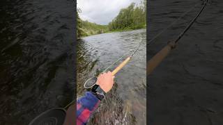 Spey Casting on the Matapedia River for Atlantic Salmon  fishing shorts flyfishing [upl. by Crosse]