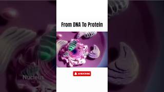 From DNA to Protein Understanding the Central Dogma of Life  Transcription amp Translation Explained [upl. by Gilson]