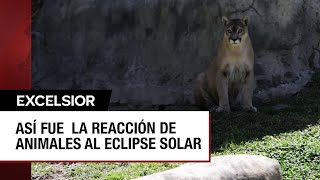 ¿Cómo reaccionaron los animales del Zoológico de Guadalajara al eclipse solar [upl. by Suivart222]