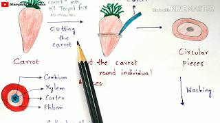 Callus culture technique with notes  Principle Protocol Procedure Properties  Bio science [upl. by Ynnhoj]