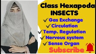 Hexapoda  Insect Gas Exchange Circulation Temperature RegulationNervous system Sense organ [upl. by Oicangi]