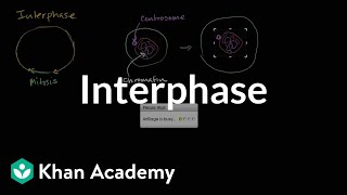 Interphase  Cells  MCAT  Khan Academy [upl. by Anissa857]