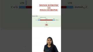 MONOCOSTRONIC vs POLYCISTRONIC  Transcription  RNA Synthesis  Class 12 Biology  NCERT  NEET [upl. by Olivie]