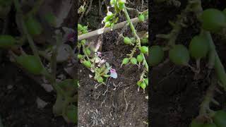 How a bee is helping to pollinate a Cardamom plant cardamom thekkady keralafoodtourism [upl. by Oiciruam]