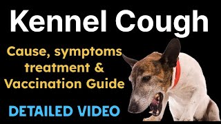 Kennel Cough in dogs Causes Symptoms treatment and Vaccination Guide [upl. by Nlocnil399]