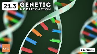 IGCSE Biology  Genetic modification 213 [upl. by Kristofor]