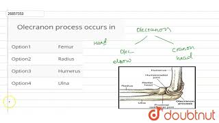 Olecranon�process occurs in [upl. by Myna]