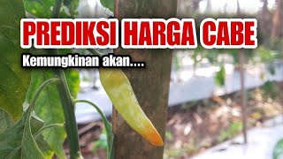 HARGA CABAI MEROKET  PREDIKSI HARGA CABE TAHUN 20232024  PETANI CABAI [upl. by Iolanthe]