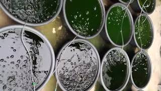 Chlorella Culture [upl. by Funch224]