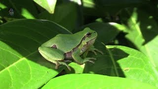 RAINETTE ArboricoleSoleilHyla arborea  BRUITX [upl. by Nytsirt86]