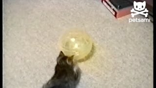 Kitten squeezes inside hamster ball [upl. by Yusuk848]