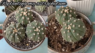 Replanting My Astrophytum AsteriasAstro Cactus [upl. by Eicirtap]