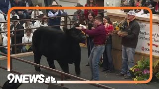 The 2024 Junior Livestock Auction at the National Western Stock Show [upl. by Shrier426]