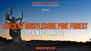 ANCIENT BRISTLECONE PINE FOREST SCENIC DRIVE [upl. by Ennaear]