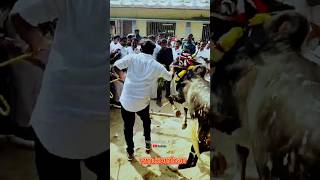 Vmkomban💥⛓️💯jallikattu shortvideo eruthattam kangeyamkalai jallikattukalai salem [upl. by Petersen124]