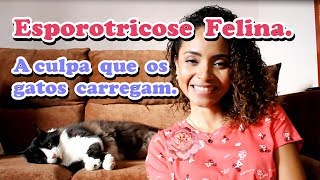 ESPOROTRICOSE FELINA A CULPA QUE O GATO CARREGA SEM MERECER [upl. by Corty]