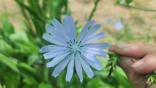 Easy to grow Chicory plant They have beautiful flowers when matures [upl. by Stafani]